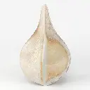 Sand Dollar Wood Fired